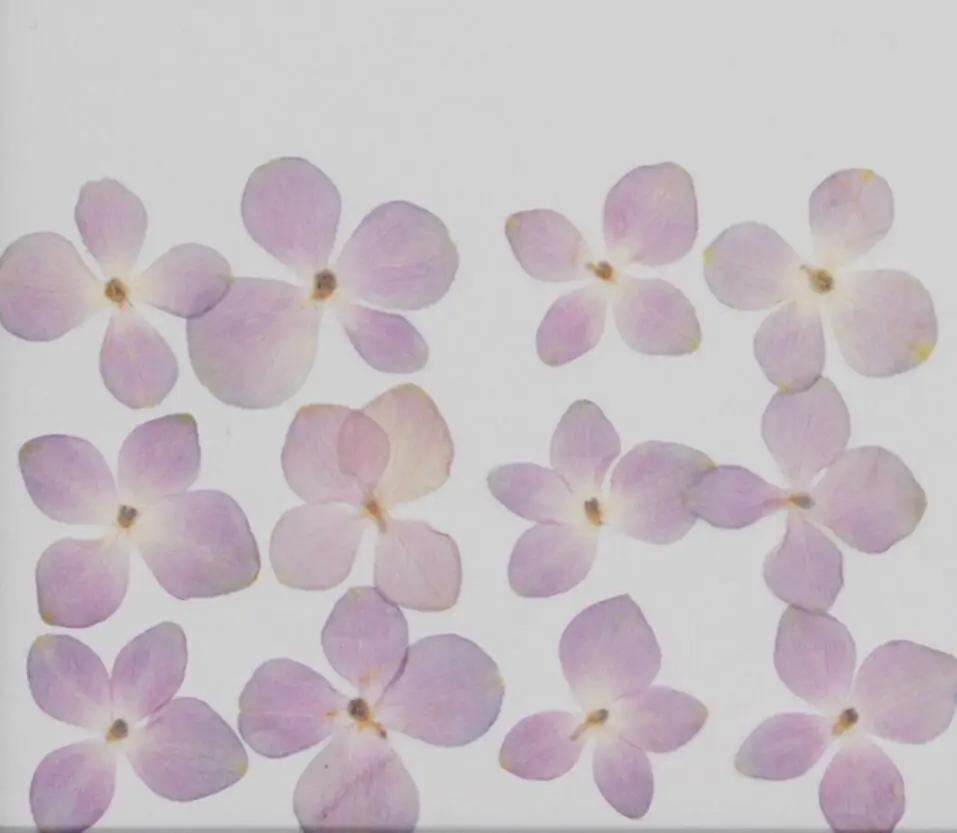 60pcs Presset Tørret Naturlige Hortensia-Blomsten Herbarium For Epoxy Harpiks Smykker Bogmærke Telefonen tilfælde Ansigt Makeup, DIY Nail Art