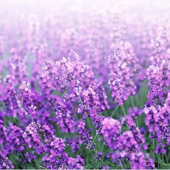 1 Stk Provence Lavendel Kunstige Blomster Af Høj Kvalitet Blomst Til Indretning Korn Dekorative Plante Falske Silke Blomster