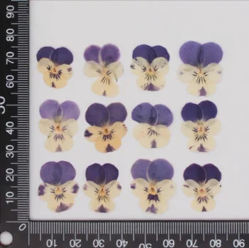 120pcs Presset Tørret Viola tricolor L Stedmoderblomst Herbarium For Nail Art Ansigt Gør OP med epoxyharpiks, Smykker Ramme Telefonen Tilfælde Håndværk DIY