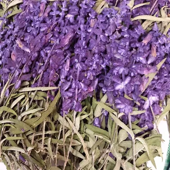 12pcs Presset Tørret 10-15cm Salvia Splendens var.atropurpura Stilk Plante Herbarium For Smykker Telefonen Tilfælde Postkort Bogmærke DIY