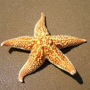 2Pcs Natural Dried Starfish Sea Star Beach Craft Wedding Party Home Decoration