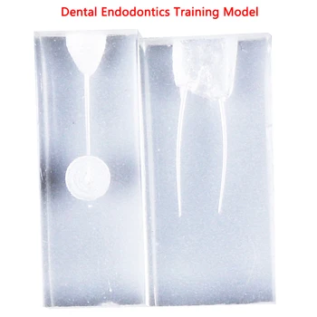 2Styles Endodontics Studerende Undervisning Model Praksis Model Tandbehandling Dental Endo Uddannelse Blok