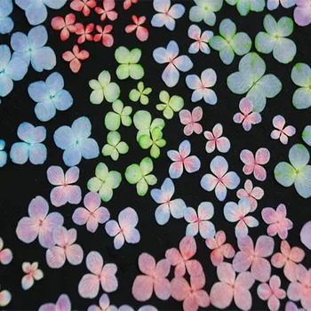 60pcs Presset Tørret Blænde Farve Hydrangea Macrophylla Blomst Planter Herbarium For Smykker Telefonen Tilfælde Bogmærke Postkort DIY