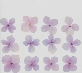 60pcs Presset Tørret Naturlige Hortensia-Blomsten Herbarium For Epoxy Harpiks Smykker Bogmærke Telefonen tilfælde Ansigt Makeup, DIY Nail Art