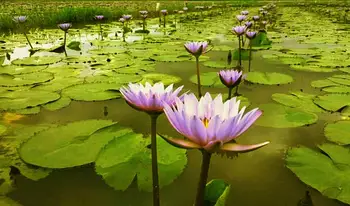 Blå Lotus Tørrede Hele Blomsten Nymphaea Caerulea