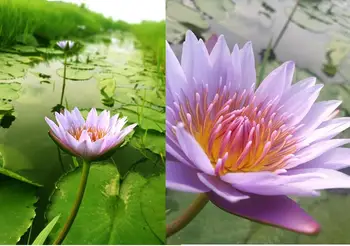 Blå Lotus Tørrede Hele Blomsten Nymphaea Caerulea