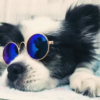 Hund, Kat, Kæledyr Briller For Pet Products Øje-slid Beskyttelse Hund Solbriller Fotos Rekvisitter, Tilbehør Pet Supplies Kat Briller