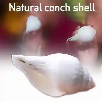 Naturlige Conch Shell Nepalesiske Højre Hvid Konkylie Samling Gave Hjem Ornament Horn Instrument Buddha Forsyninger