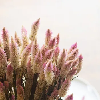 Pteris Multifida Poir GrassNatural Tørret Buket Bryllup Hjem DIY Indretning Tilbehør Udødelige Virkelige Blomster Gradient Pink Farve